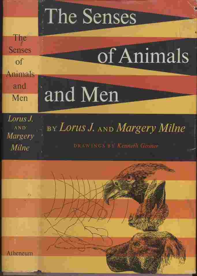 Image for The Senses of Animals and Men -- ...a broad and exciting exploration of the world of sense by two experienced naturalists who have the unusual gift of being able to describe complex matters in a clear and simple style.